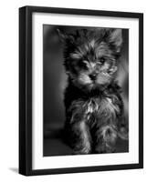 Yorkshire Terrier Puppy Portrait-Adriano Bacchella-Framed Photographic Print