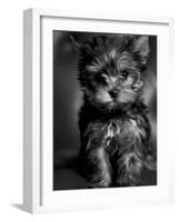 Yorkshire Terrier Puppy Portrait-Adriano Bacchella-Framed Photographic Print