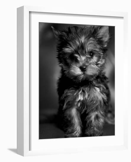 Yorkshire Terrier Puppy Portrait-Adriano Bacchella-Framed Photographic Print