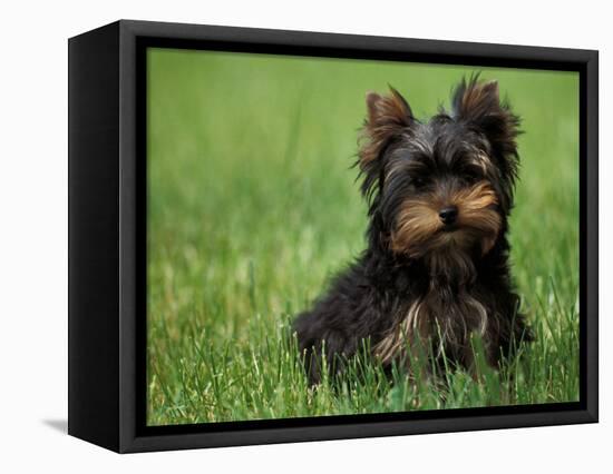 Yorkshire Terrier Puppy Sitting in Grass-Adriano Bacchella-Framed Stretched Canvas