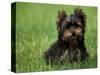 Yorkshire Terrier Puppy Sitting in Grass-Adriano Bacchella-Stretched Canvas