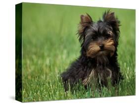 Yorkshire Terrier Puppy Sitting in Grass-Adriano Bacchella-Stretched Canvas