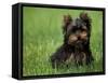 Yorkshire Terrier Puppy Sitting in Grass-Adriano Bacchella-Framed Stretched Canvas