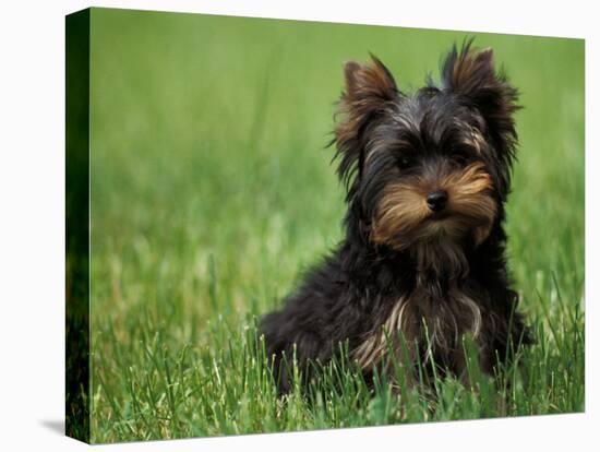 Yorkshire Terrier Puppy Sitting in Grass-Adriano Bacchella-Stretched Canvas