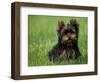 Yorkshire Terrier Puppy Sitting in Grass-Adriano Bacchella-Framed Premium Photographic Print