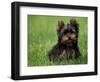 Yorkshire Terrier Puppy Sitting in Grass-Adriano Bacchella-Framed Premium Photographic Print