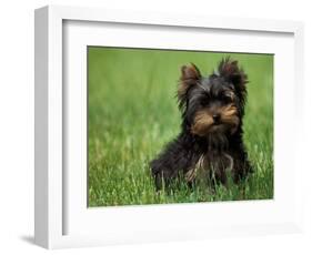 Yorkshire Terrier Puppy Sitting in Grass-Adriano Bacchella-Framed Premium Photographic Print