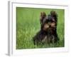 Yorkshire Terrier Puppy Sitting in Grass-Adriano Bacchella-Framed Photographic Print