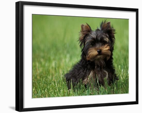 Yorkshire Terrier Puppy Sitting in Grass-Adriano Bacchella-Framed Photographic Print