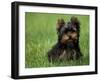 Yorkshire Terrier Puppy Sitting in Grass-Adriano Bacchella-Framed Photographic Print