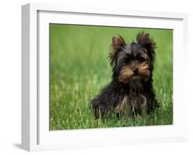 Yorkshire Terrier Puppy Sitting in Grass-Adriano Bacchella-Framed Photographic Print