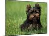 Yorkshire Terrier Puppy Sitting in Grass-Adriano Bacchella-Mounted Photographic Print
