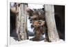 Yorkshire Terrier Puppy sitting-Zandria Muench Beraldo-Framed Photographic Print