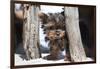 Yorkshire Terrier Puppy sitting-Zandria Muench Beraldo-Framed Photographic Print