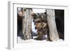 Yorkshire Terrier Puppy sitting-Zandria Muench Beraldo-Framed Photographic Print