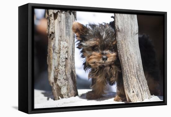 Yorkshire Terrier Puppy sitting-Zandria Muench Beraldo-Framed Stretched Canvas