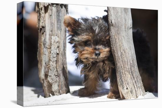 Yorkshire Terrier Puppy sitting-Zandria Muench Beraldo-Stretched Canvas