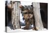 Yorkshire Terrier Puppy sitting-Zandria Muench Beraldo-Stretched Canvas