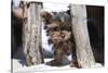 Yorkshire Terrier Puppy sitting-Zandria Muench Beraldo-Stretched Canvas