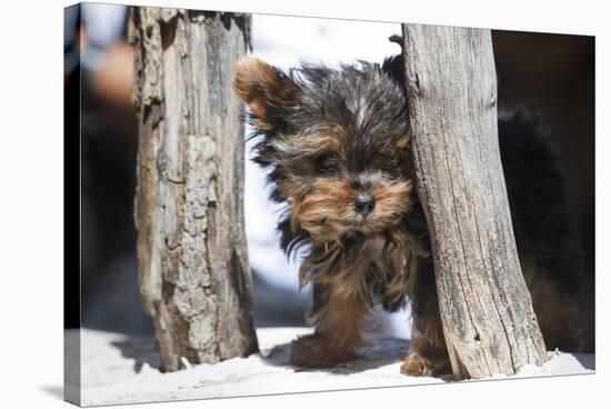 Yorkshire Terrier Puppy sitting-Zandria Muench Beraldo-Stretched Canvas