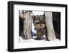 Yorkshire Terrier Puppy sitting-Zandria Muench Beraldo-Framed Photographic Print