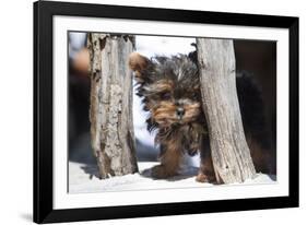 Yorkshire Terrier Puppy sitting-Zandria Muench Beraldo-Framed Photographic Print