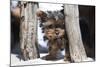 Yorkshire Terrier Puppy sitting-Zandria Muench Beraldo-Mounted Photographic Print
