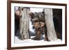 Yorkshire Terrier Puppy sitting-Zandria Muench Beraldo-Framed Photographic Print