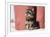 Yorkshire Terrier Puppy sitting-Zandria Muench Beraldo-Framed Photographic Print