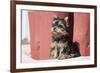 Yorkshire Terrier Puppy sitting-Zandria Muench Beraldo-Framed Photographic Print