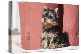 Yorkshire Terrier Puppy sitting-Zandria Muench Beraldo-Stretched Canvas