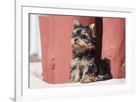 Yorkshire Terrier Puppy sitting-Zandria Muench Beraldo-Framed Premium Photographic Print