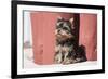 Yorkshire Terrier Puppy sitting-Zandria Muench Beraldo-Framed Premium Photographic Print