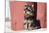 Yorkshire Terrier Puppy sitting-Zandria Muench Beraldo-Mounted Premium Photographic Print