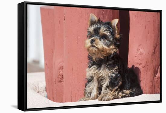 Yorkshire Terrier Puppy sitting-Zandria Muench Beraldo-Framed Stretched Canvas