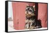 Yorkshire Terrier Puppy sitting-Zandria Muench Beraldo-Framed Stretched Canvas