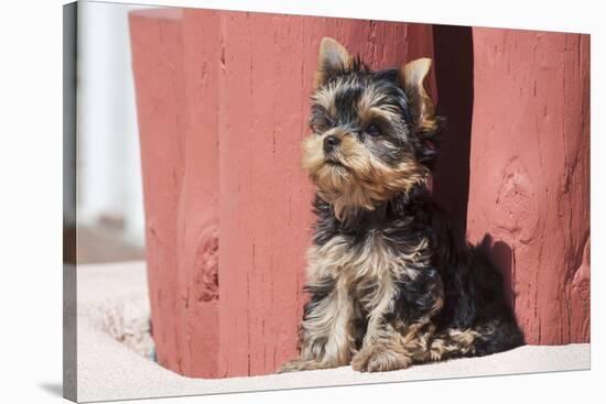 Yorkshire Terrier Puppy sitting-Zandria Muench Beraldo-Stretched Canvas