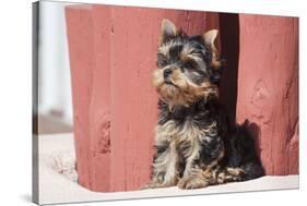 Yorkshire Terrier Puppy sitting-Zandria Muench Beraldo-Stretched Canvas