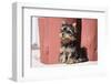 Yorkshire Terrier Puppy sitting-Zandria Muench Beraldo-Framed Photographic Print