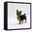 Yorkshire Terrier Puppy Standing Up-Jane Burton-Framed Stretched Canvas