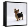 Yorkshire Terrier Puppy Standing Up-Jane Burton-Framed Stretched Canvas