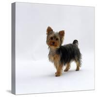 Yorkshire Terrier Puppy Standing Up-Jane Burton-Stretched Canvas