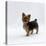 Yorkshire Terrier Puppy Standing Up-Jane Burton-Stretched Canvas