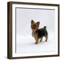 Yorkshire Terrier Puppy Standing Up-Jane Burton-Framed Photographic Print