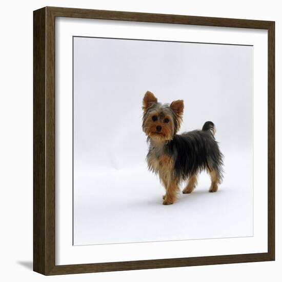 Yorkshire Terrier Puppy Standing Up-Jane Burton-Framed Photographic Print