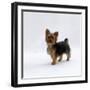 Yorkshire Terrier Puppy Standing Up-Jane Burton-Framed Photographic Print
