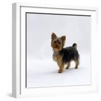 Yorkshire Terrier Puppy Standing Up-Jane Burton-Framed Photographic Print