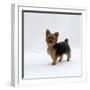 Yorkshire Terrier Puppy Standing Up-Jane Burton-Framed Photographic Print