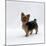 Yorkshire Terrier Puppy Standing Up-Jane Burton-Mounted Photographic Print