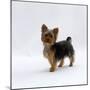 Yorkshire Terrier Puppy Standing Up-Jane Burton-Mounted Photographic Print